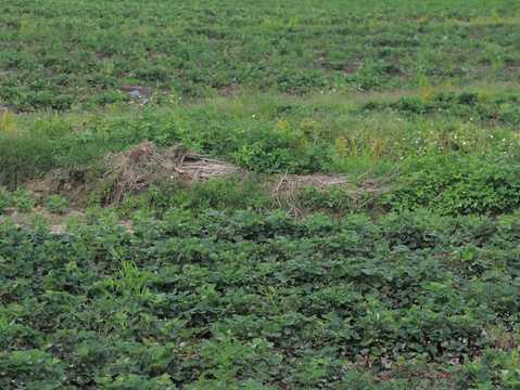 村委会有权收回村民土地吗