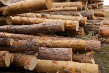 滥伐林木罪的最新处罚标准是什么