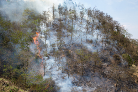 森林火灾立案标准