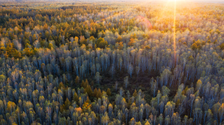 国家储备林补偿标准